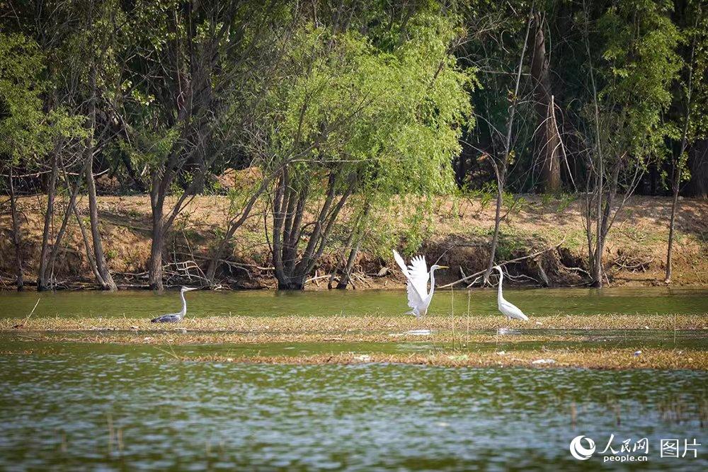 <b>白鹭苍鹭齐聚汤河湿地</b>