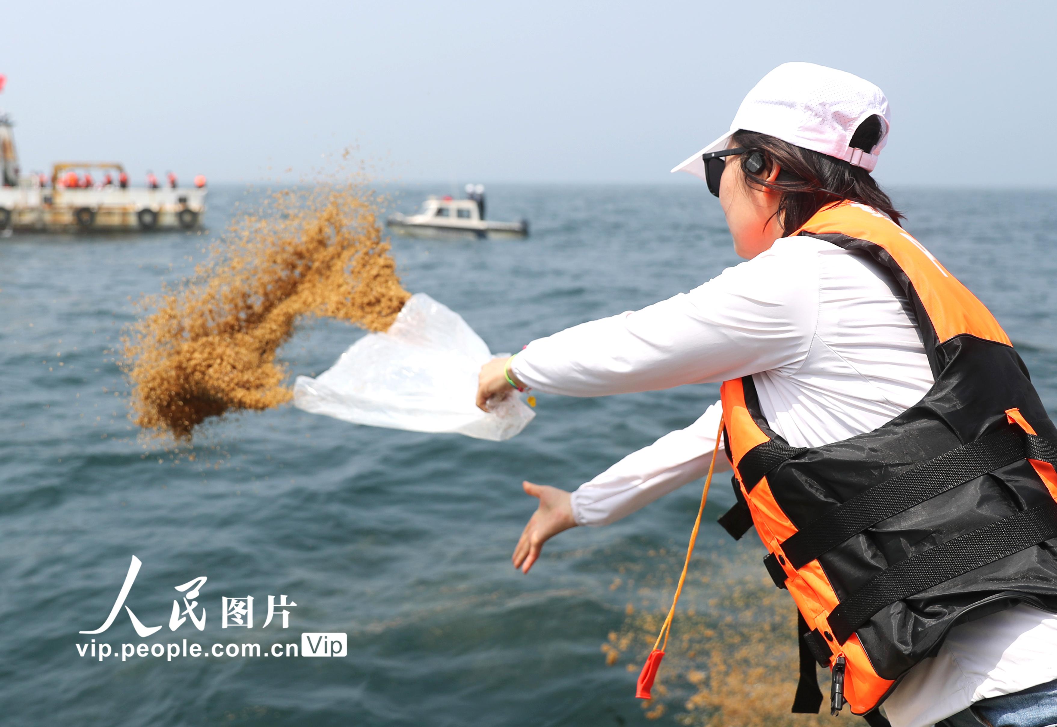 <b>山东青岛：7000多万单位优质鱼虾蟹苗“播种”大海</b>