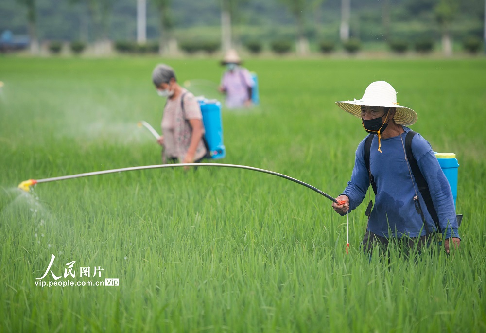 <b>湖南道县：田间管护忙</b>