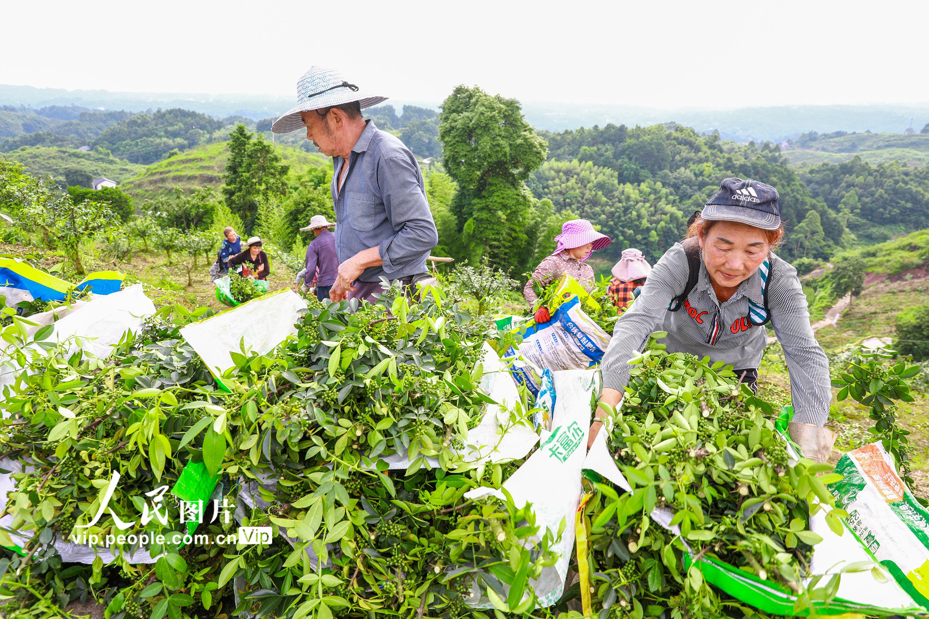 <b>四川合江：花椒小产业 助农挣大钱</b>