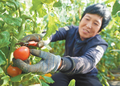蔬菜大棚“种”出美好生活（新春走基层·特别报道）