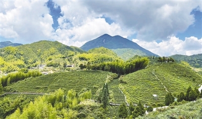 种上生态茶  吃好生态饭（美丽中国）