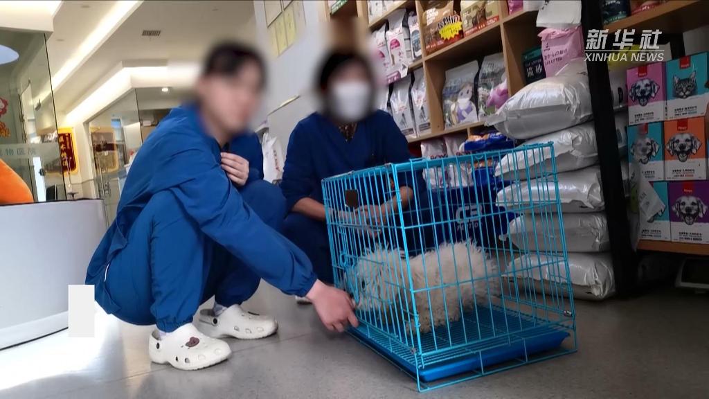新华视点｜诱导消费、过度检查、小病大治……部分宠物医院收费乱象调查