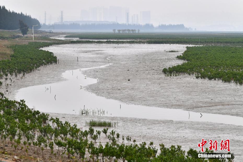 福建晋江：海滩上种出“海上森林”