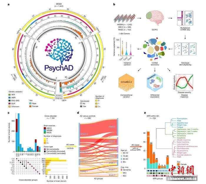 <b>最新研究：最大规模人脑基因表达图谱探析发育、衰老、退化和疾病</b>